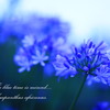 英名 African lily