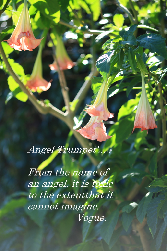 Angel Trumpet 