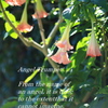 Angel Trumpet 