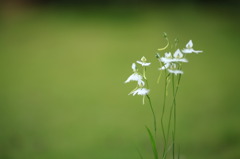 Habenaria radiata