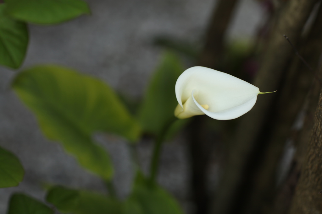 Calla, Calla lily