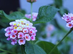 ランタナ’花言葉：合意・強力・確かな計画性