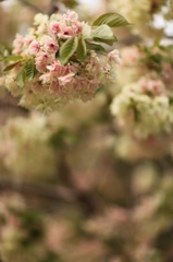 御衣黄桜