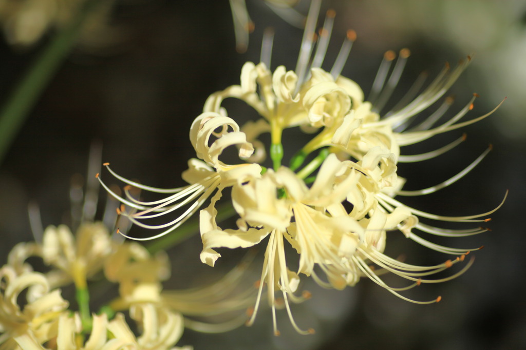 白花曼珠沙華　