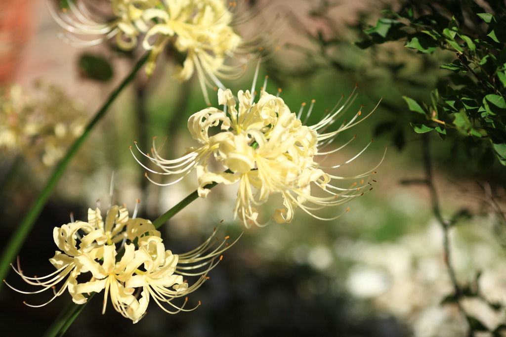 Lycoris albiflora 
