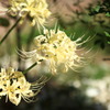 Lycoris albiflora 
