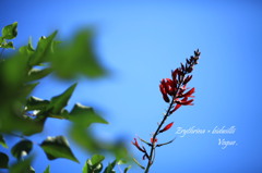 Erythrina × bidwillii　　 