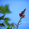 Erythrina × bidwillii　　 