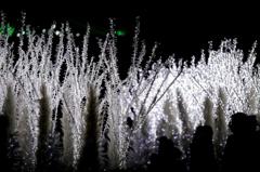 氷柱illumination