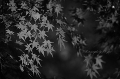 monochrome