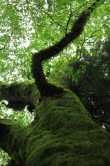 苔生す古木を臨む