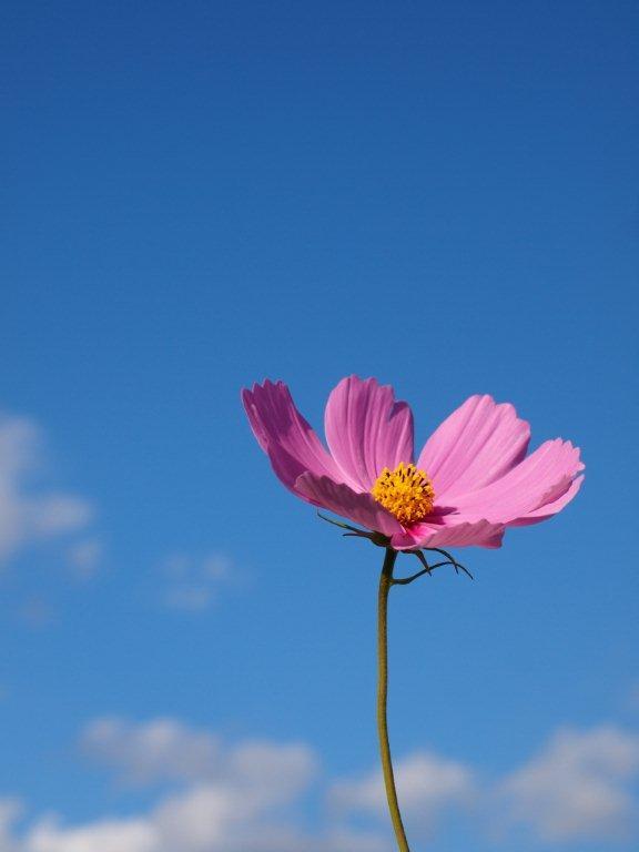 青空に向かって