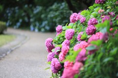 アジサイの小路を行く