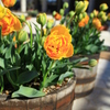 Orange Tulip