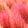 染まるコキア