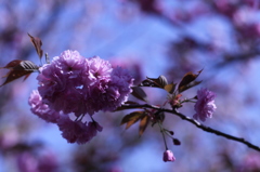 開山桜　