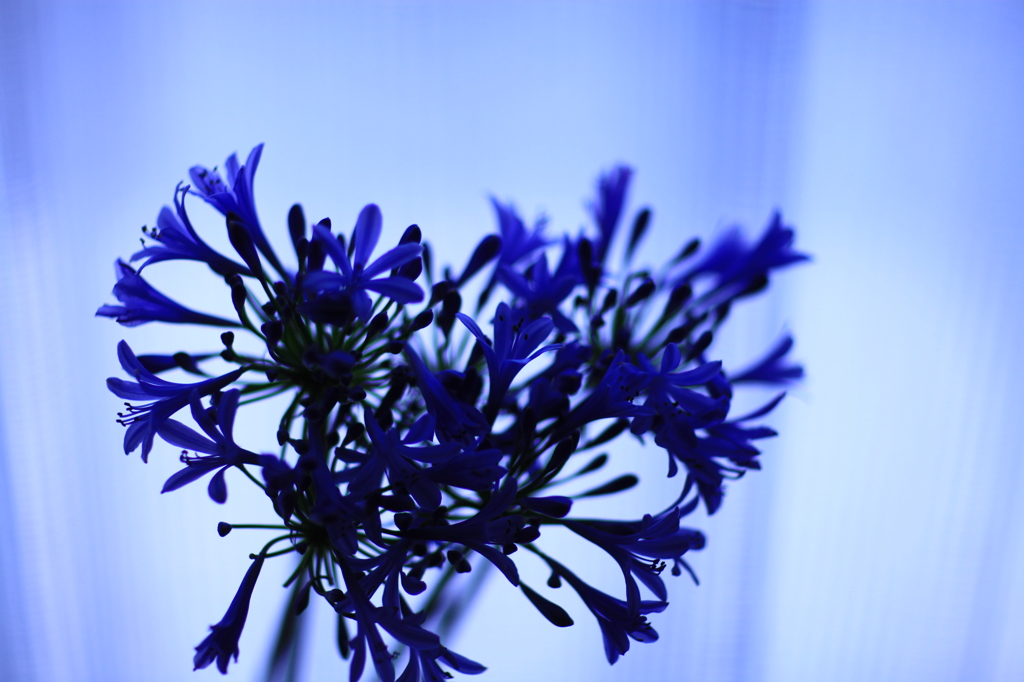  Agapanthus. 