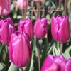 Tulipa cv. Negrita