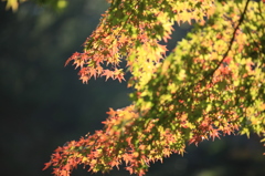 Coloring autumnal leaves ... Kyoto 