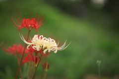 Lycoris　Amaryllis　2011