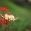 Lycoris　Amaryllis　2011