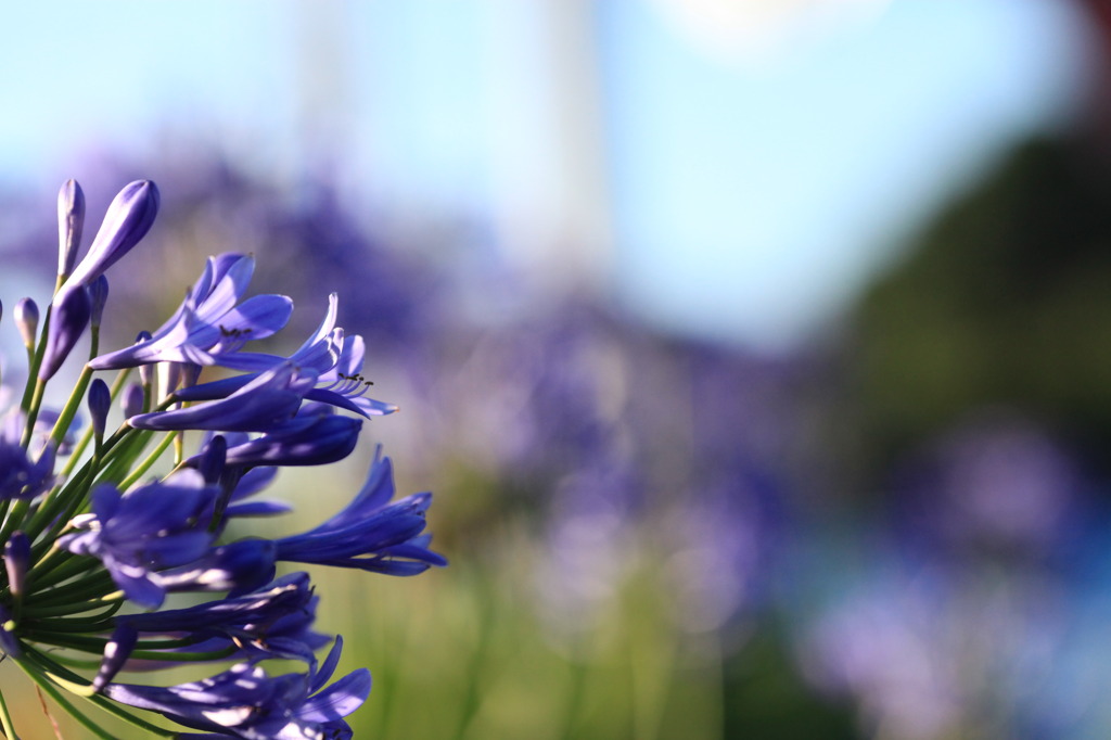 Agapanthus　#1