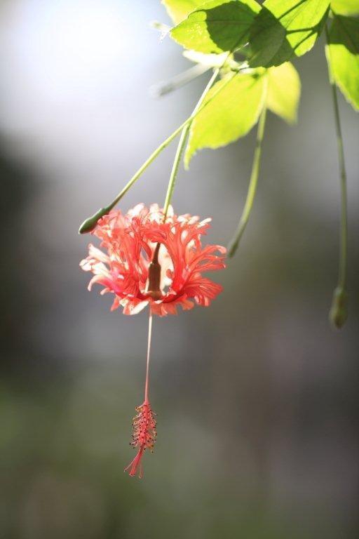 風鈴仏桑花