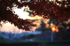 光のある紅葉