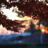 光のある紅葉