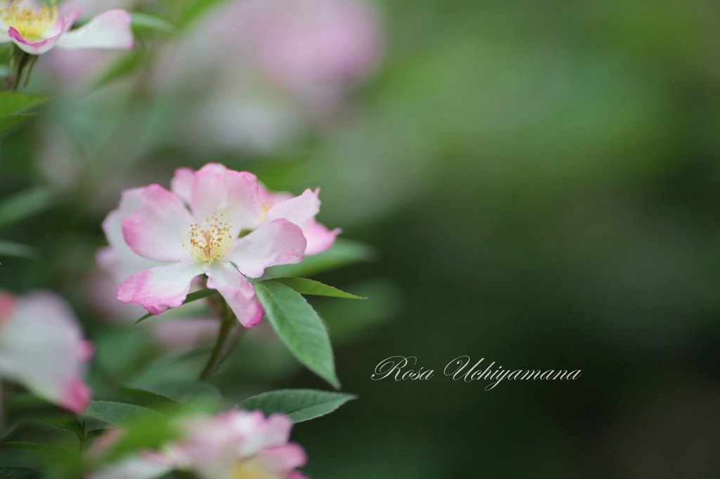 サクラバラ　Rosa Uchiyamana 