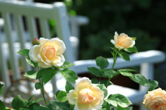 Ambridge Rose 