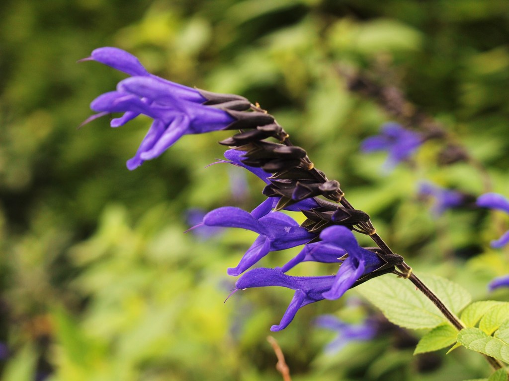 鮮やかblueは何叫ぶ