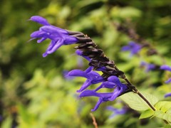 鮮やかblueは何叫ぶ