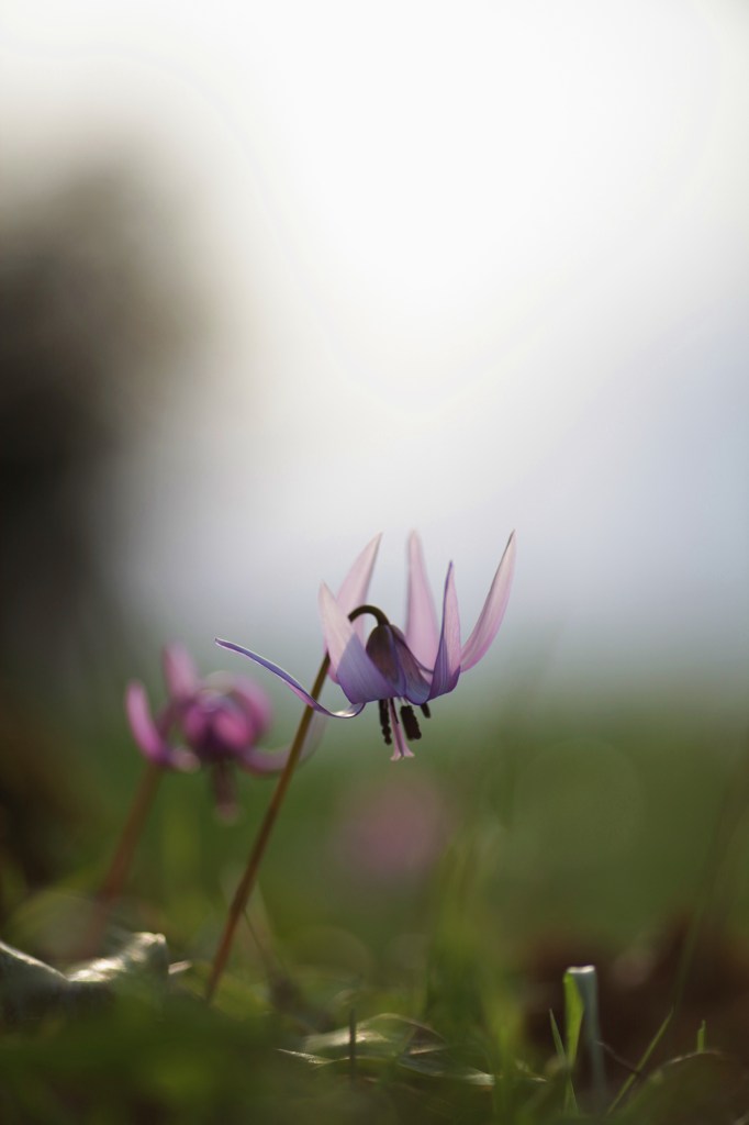 カタクリの花