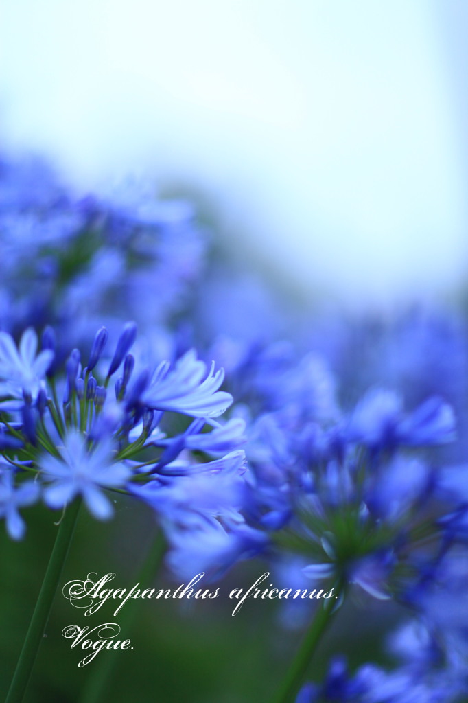 Agapanthus#3 