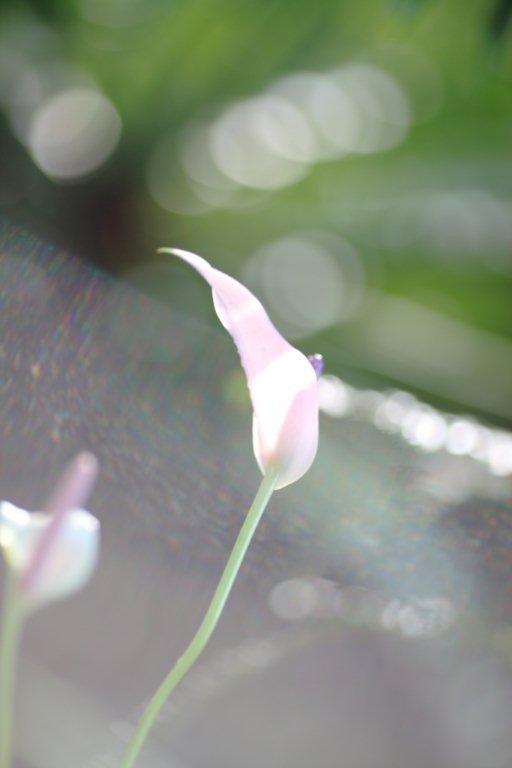 水芭蕉