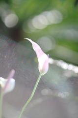 水芭蕉