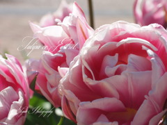 Tulipa cv. Foxtrot