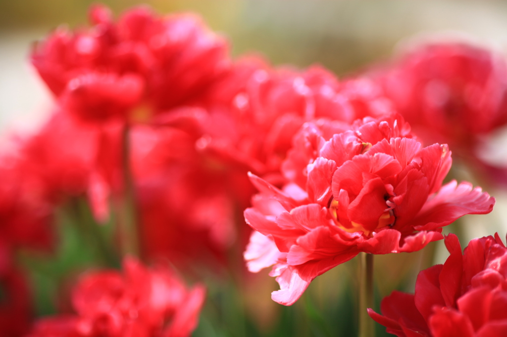 幾重にも重なる鮮紅