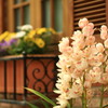 蘭の花