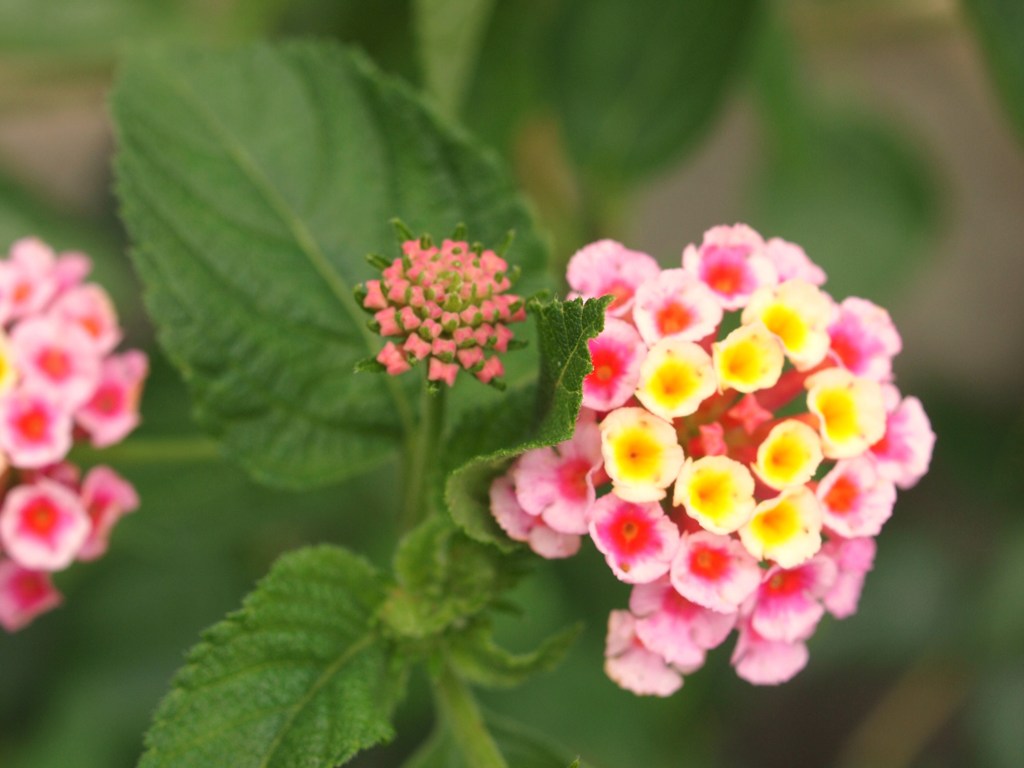 開花前は星型っぽいランタナ（七変化）