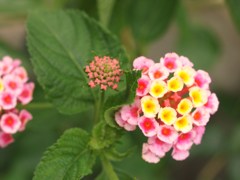 開花前は星型っぽいランタナ（七変化）