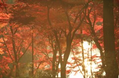 秋の光に包まれて...