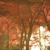 秋の光に包まれて...