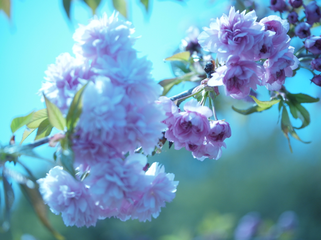 遅咲きの桜、尚華やかに...
