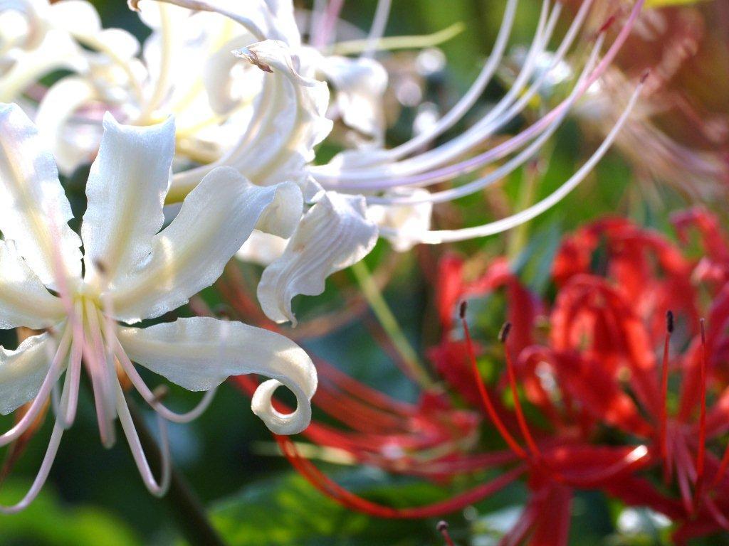 white＆red