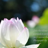 lotus