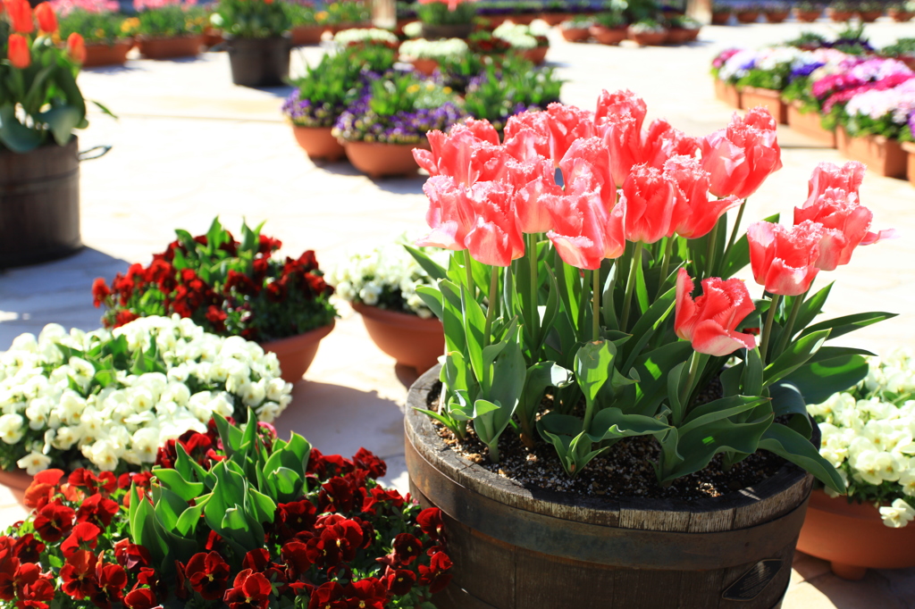 Tulip寄せ植え