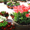 Tulip寄せ植え