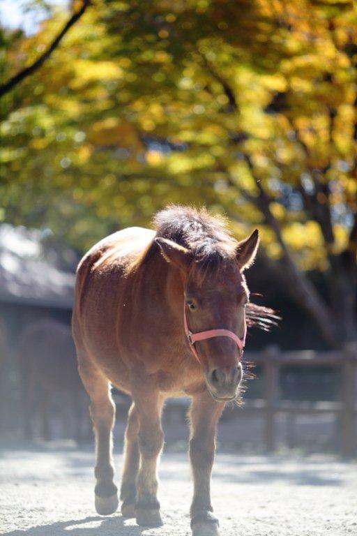紅葉の季節に